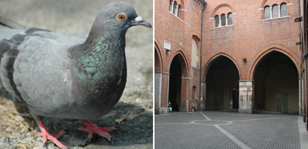 piccioni-implementare-sistema